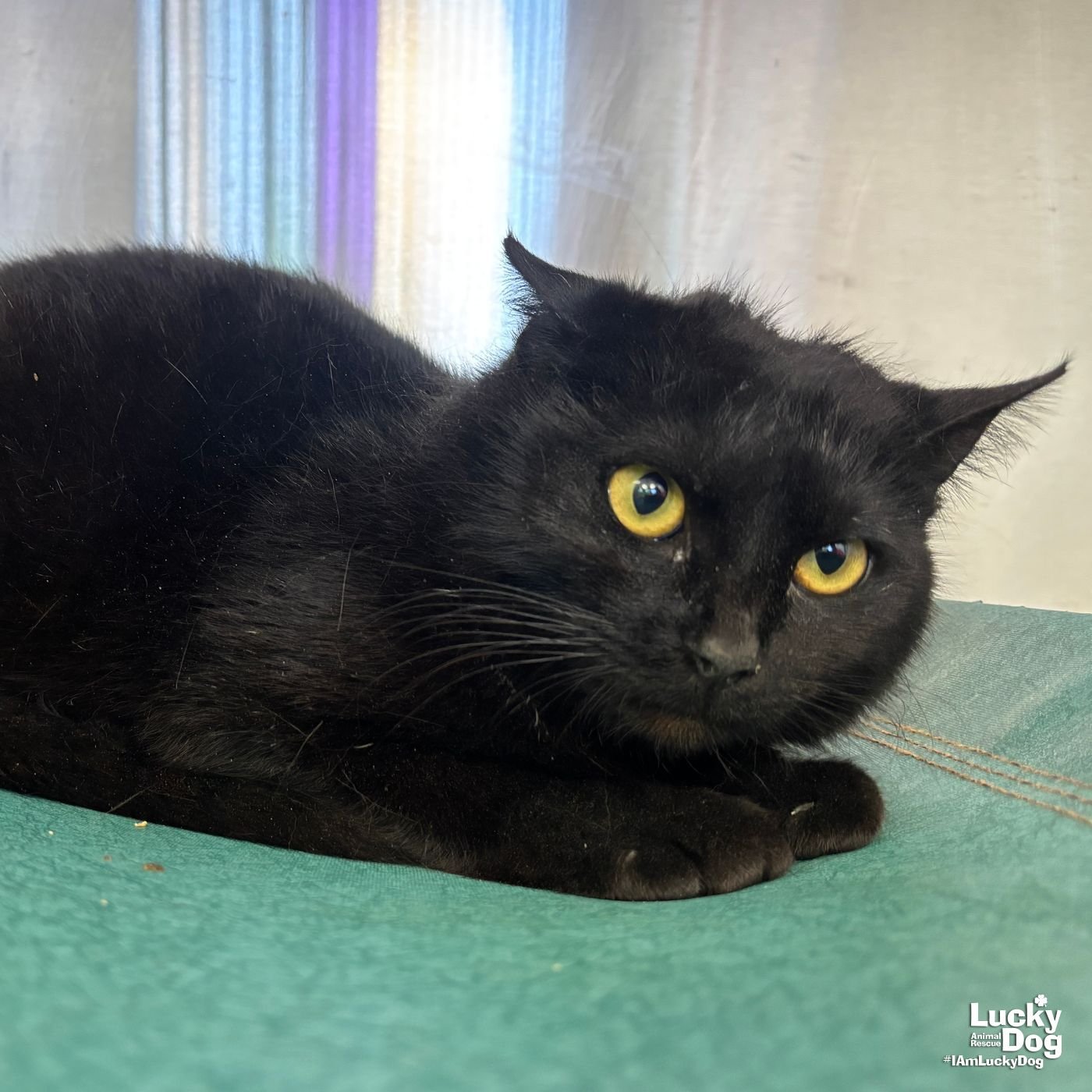 WANDA - Domestic Short Hair available for adoption