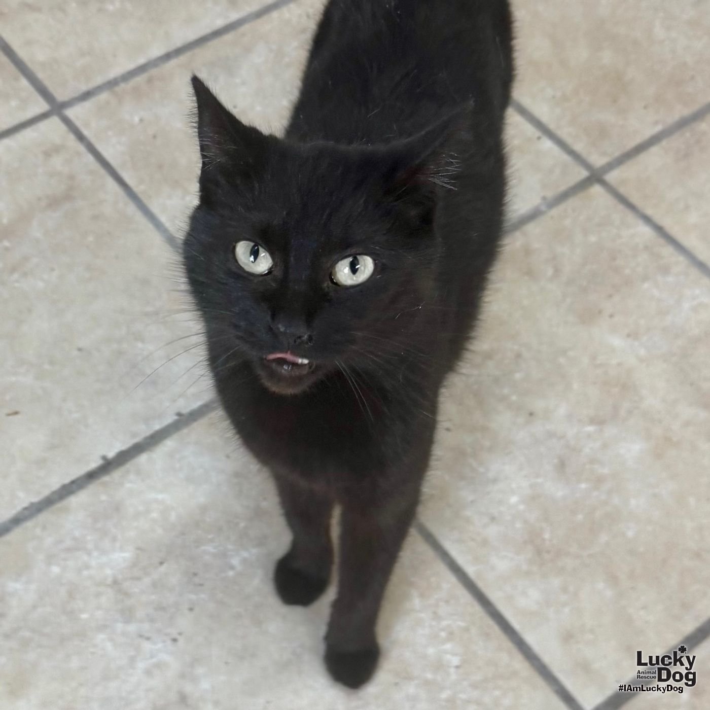 WANDA - Domestic Short Hair available for adoption