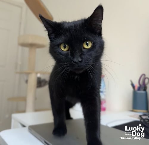 WANDA - Domestic Short Hair available for adoption