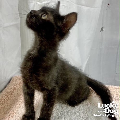 WHISPER - Domestic Short Hair available for adoption