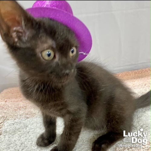 WHISPER - Domestic Short Hair available for adoption