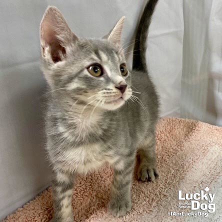ALASKA - Domestic Short Hair available for adoption
