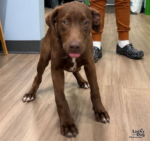 CHEECH - Labrador Retriever available for adoption