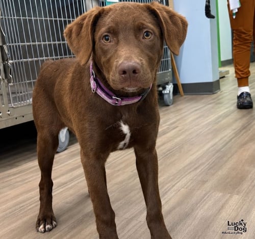 CHEECH - Labrador Retriever available for adoption