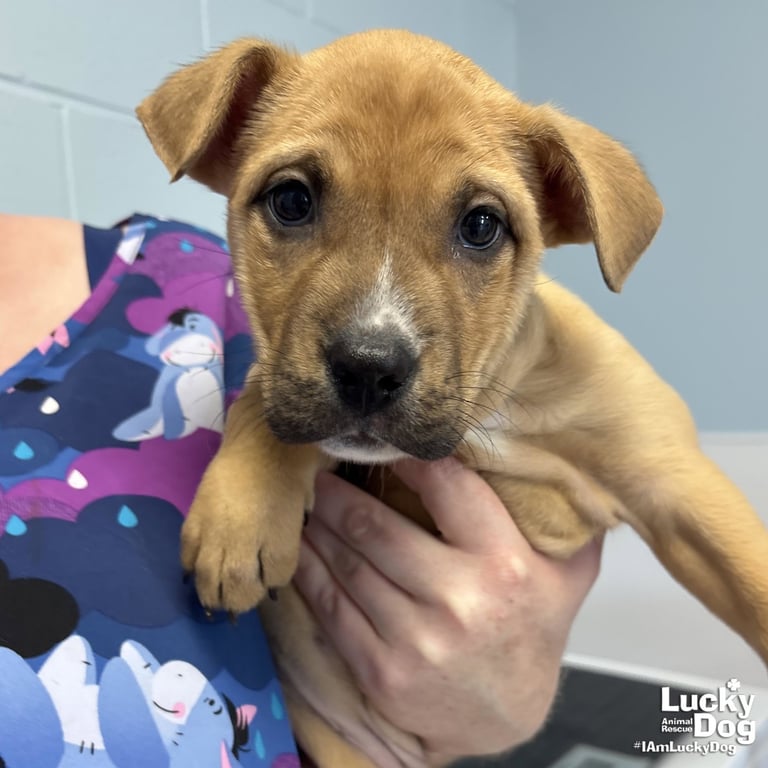 Babbette Image