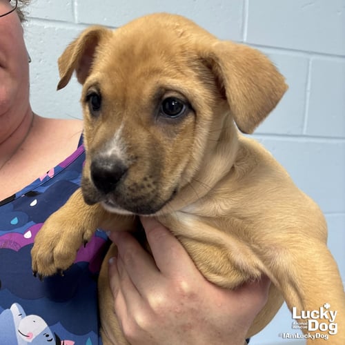BABBETTE - Labrador Retriever / Shepherd available for adoption