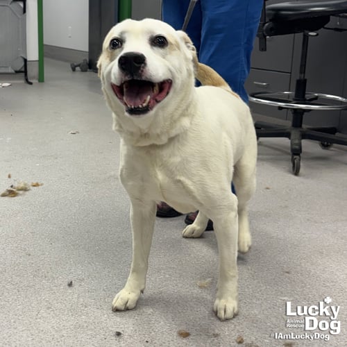 BEASTY BOY - Labrador Retriever / Beagle available for adoption