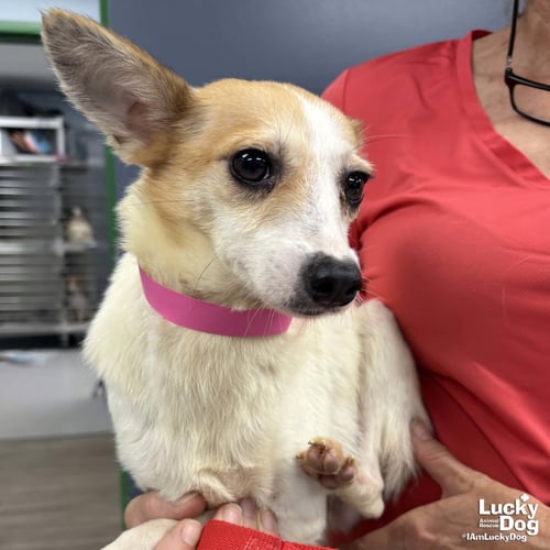 CUPCAKE - Terrier available for adoption