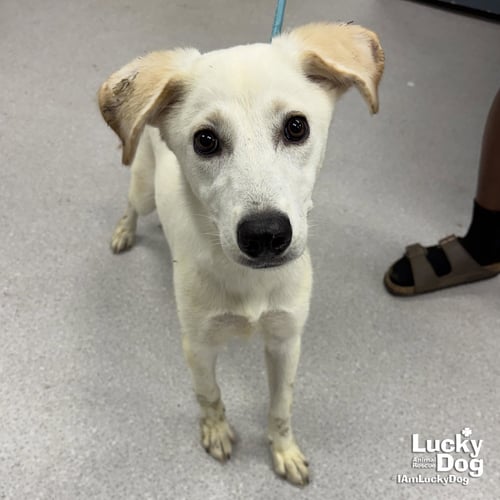 BIANCA - Labrador Retriever available for adoption