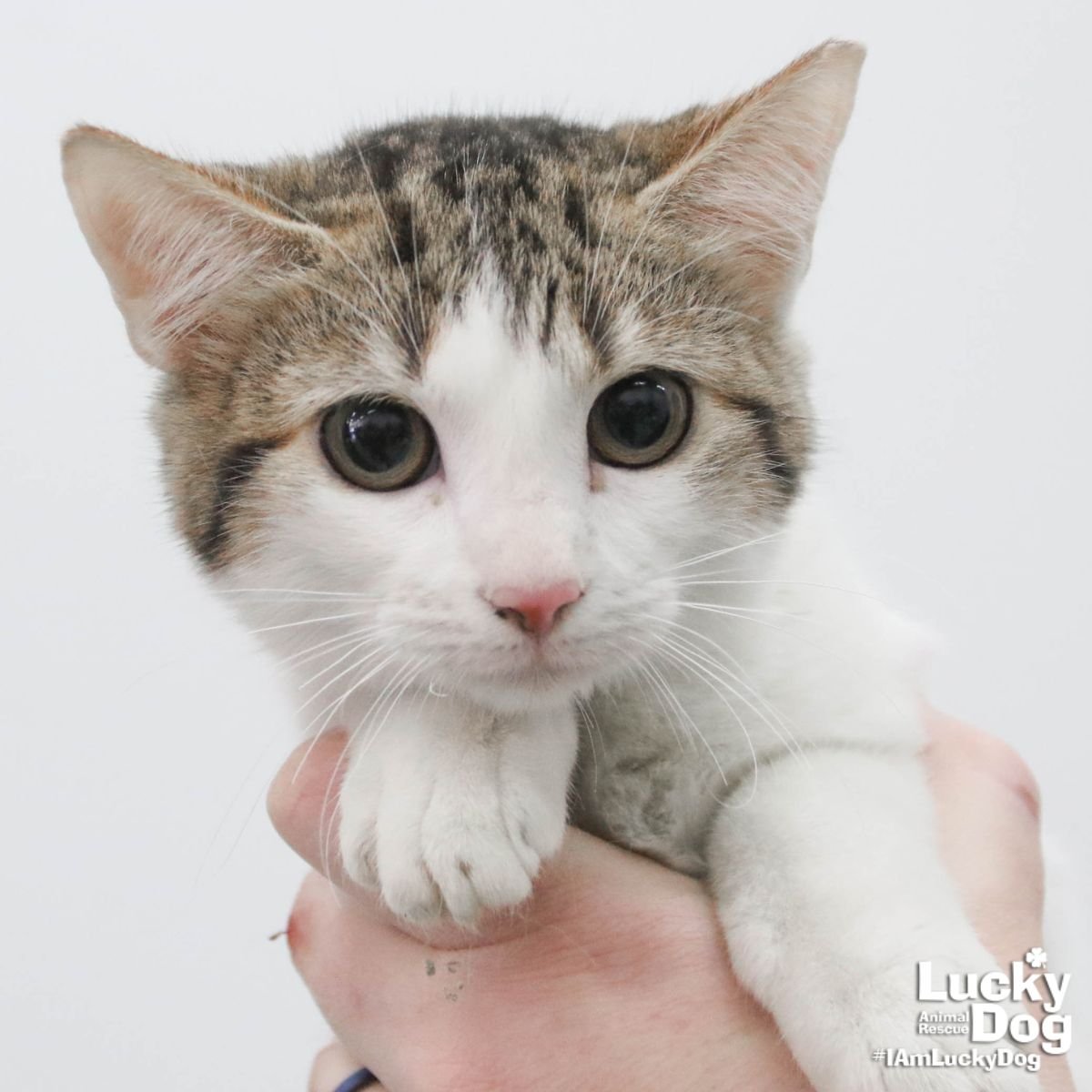 MYSTERY - Domestic Short Hair / Tabby available for adoption