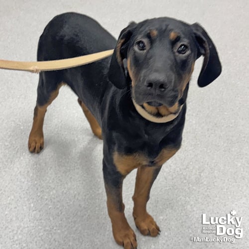 LAYLA - Hound available for adoption