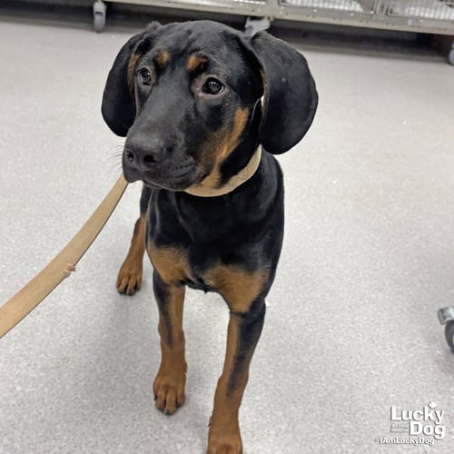 LAYLA - Hound available for adoption