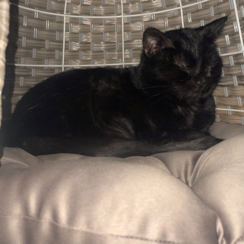 GLADYS KNIGHT - Domestic Short Hair available for adoption