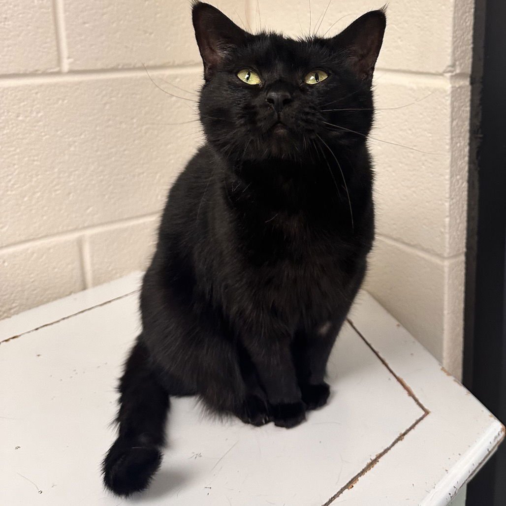 GLADYS KNIGHT - Domestic Short Hair available for adoption