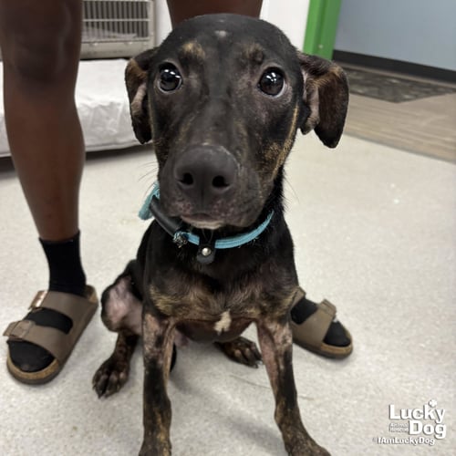 RANGER - Labrador Retriever / Shepherd available for adoption