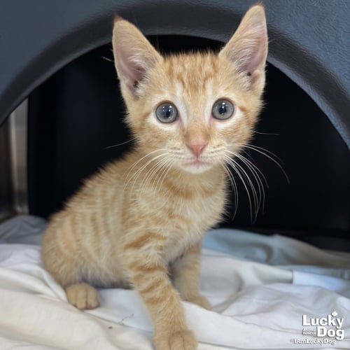 DOMINGO - Domestic Short Hair available for adoption