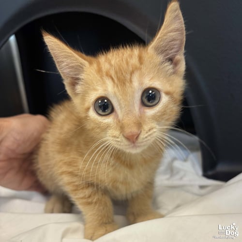 DOMINGO - Domestic Short Hair available for adoption