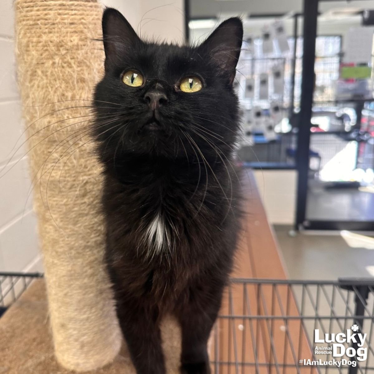 ANNE HATHAWAY - Domestic Medium Hair available for adoption