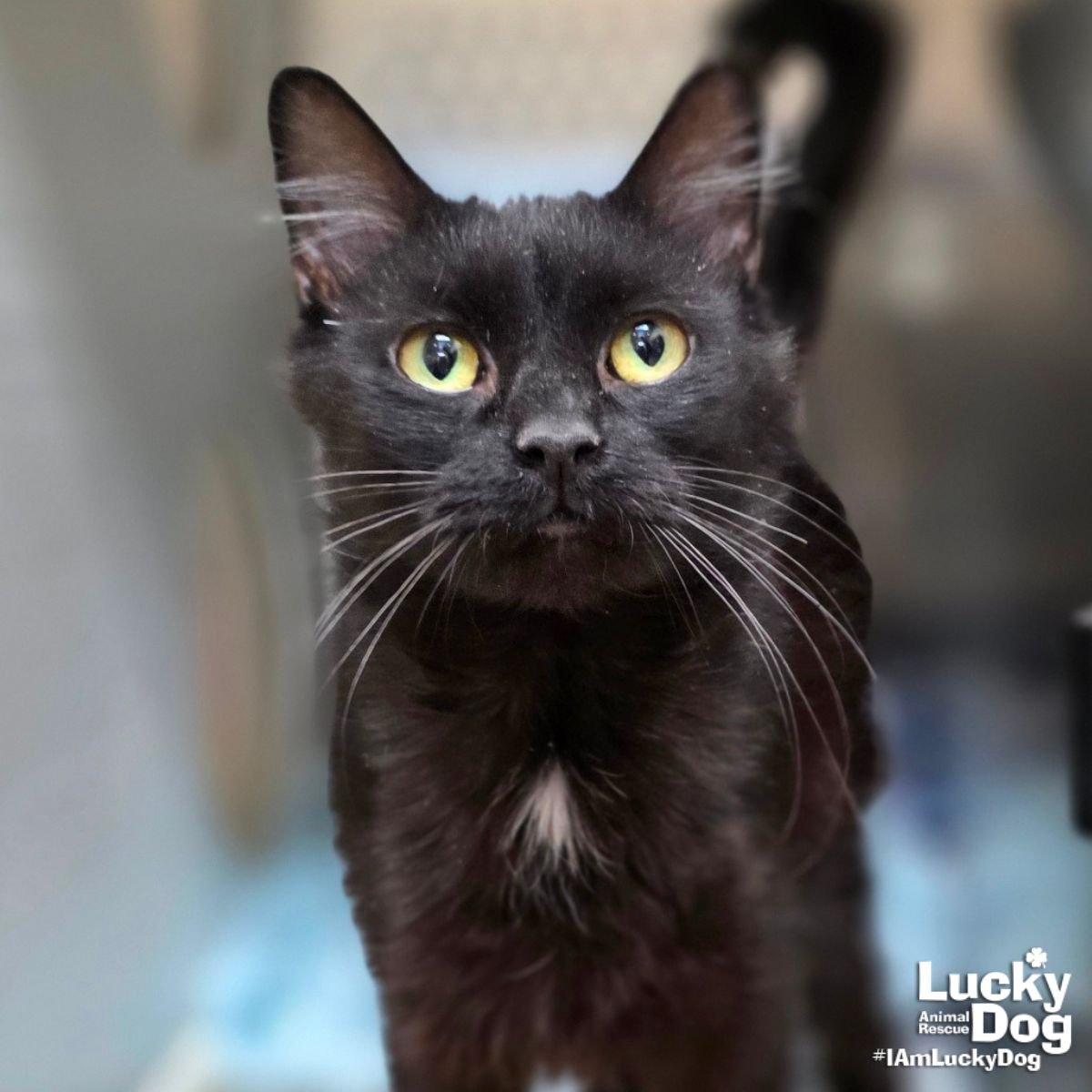 ANNE HATHAWAY - Domestic Medium Hair available for adoption