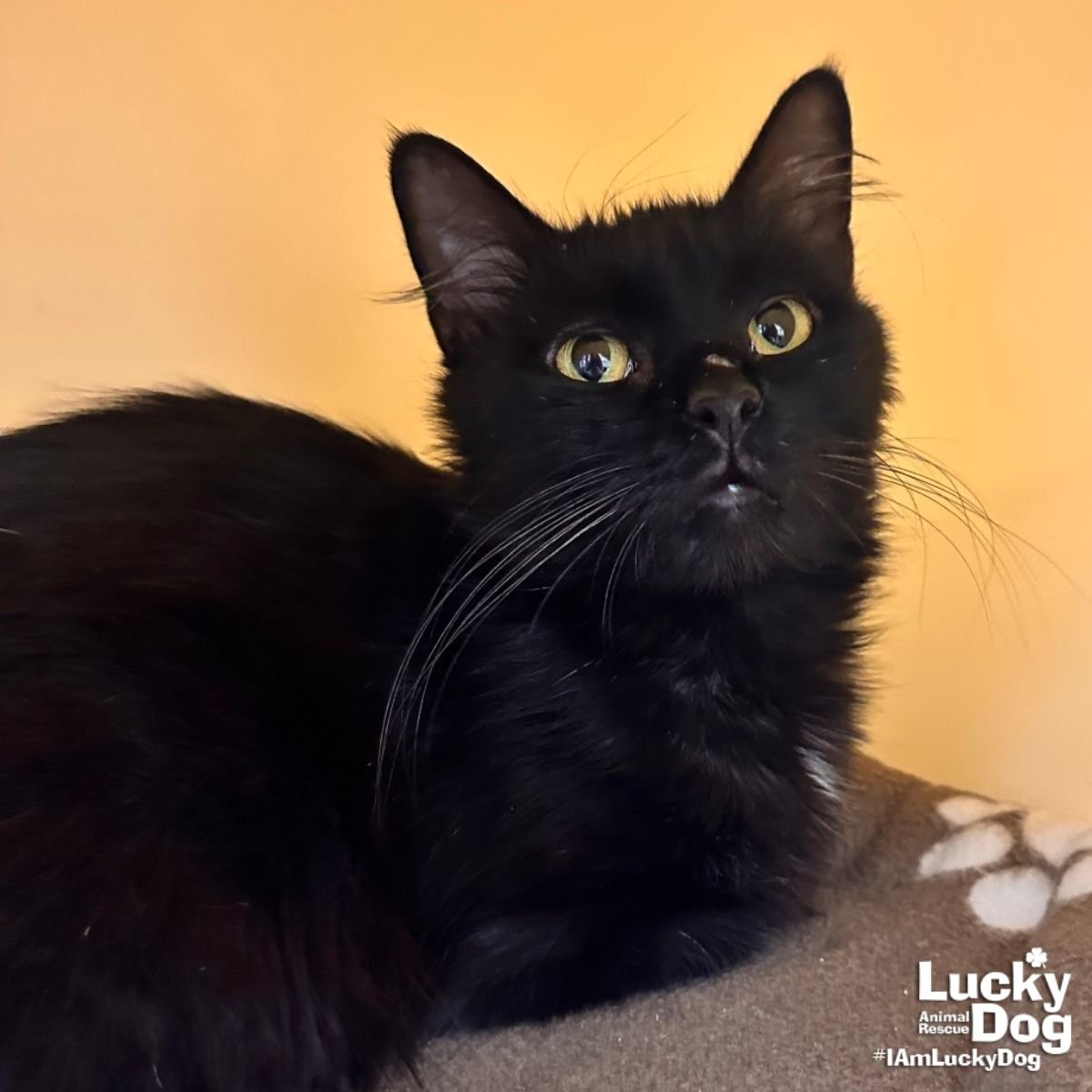 Anne Hathaway - Photo 4