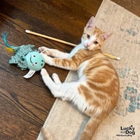 Goldie - Photo 4