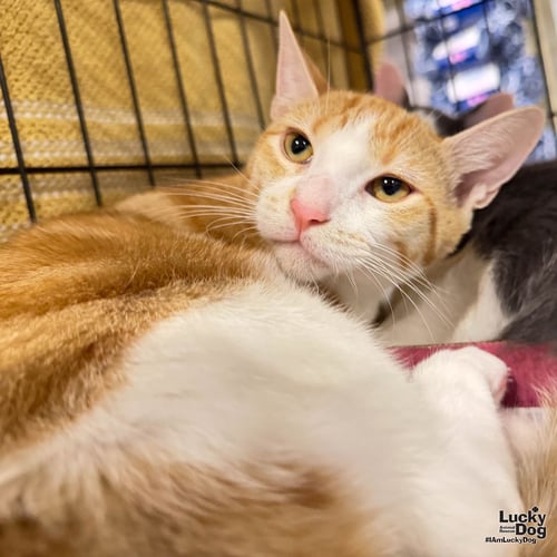 GOLDIE - Domestic Short Hair available for adoption