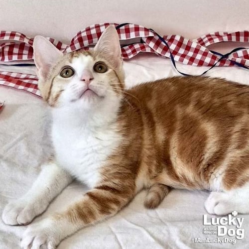 GOLDIE - Domestic Short Hair available for adoption