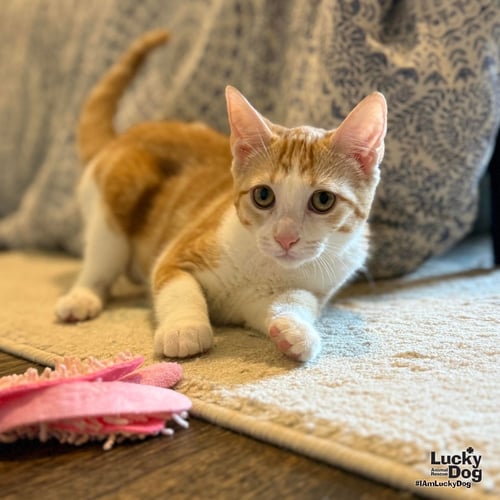 GOLDIE - Domestic Short Hair available for adoption