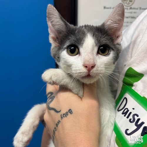 DYLAN - Domestic Short Hair available for adoption
