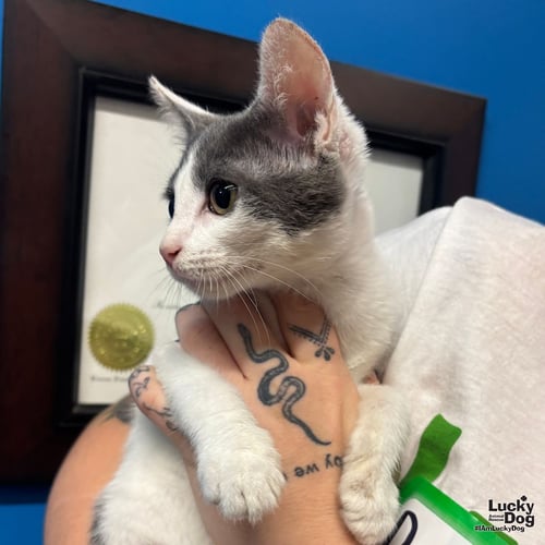 DYLAN - Domestic Short Hair available for adoption