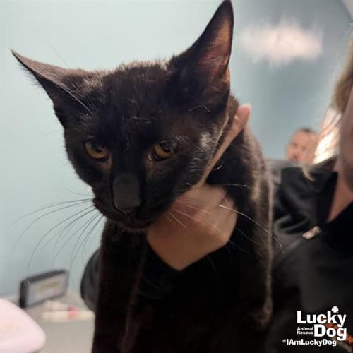 RED FISH - Domestic Short Hair available for adoption