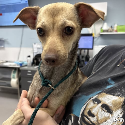 CLEMENTINE - Chihuahua available for adoption