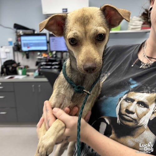 CLEMENTINE - Chihuahua available for adoption