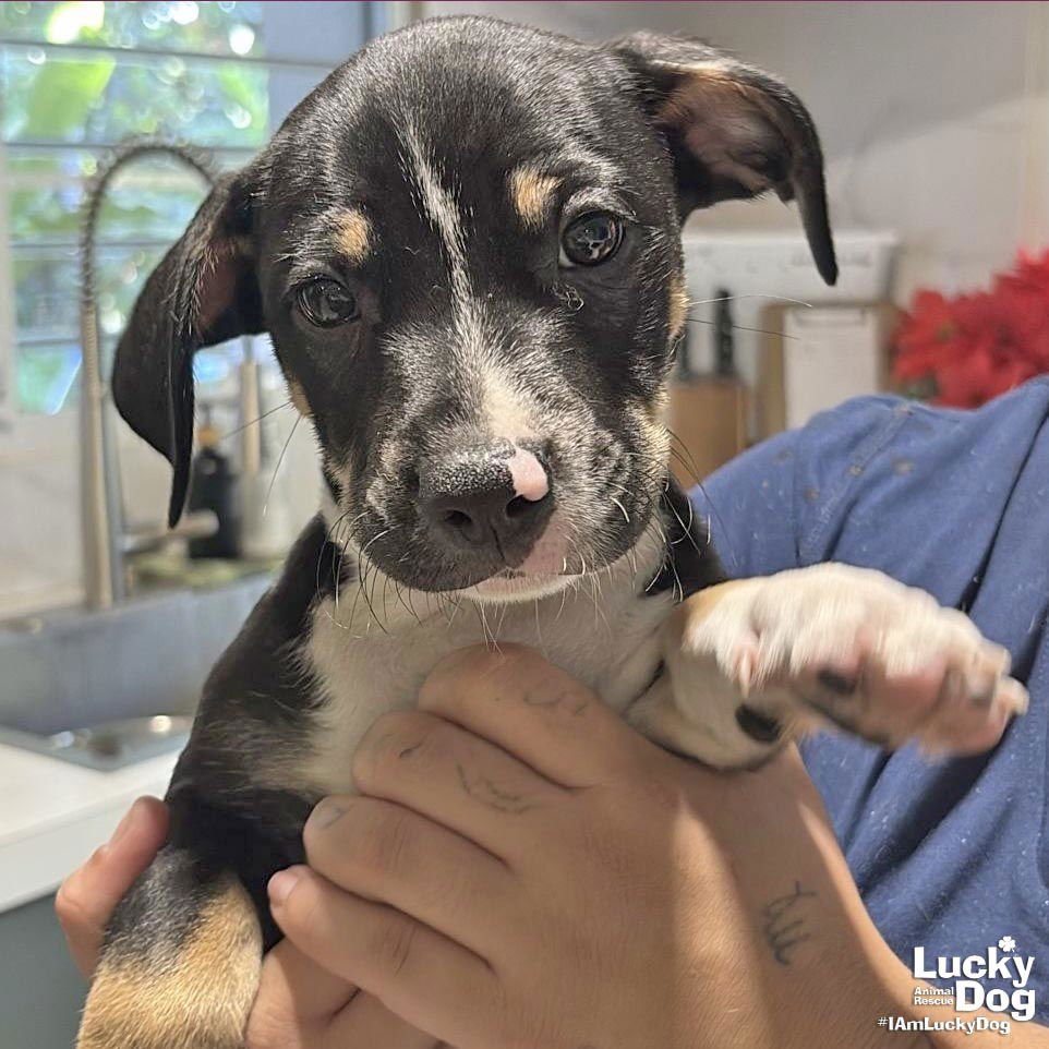 COLBY - Labrador Retriever / Shepherd available for adoption