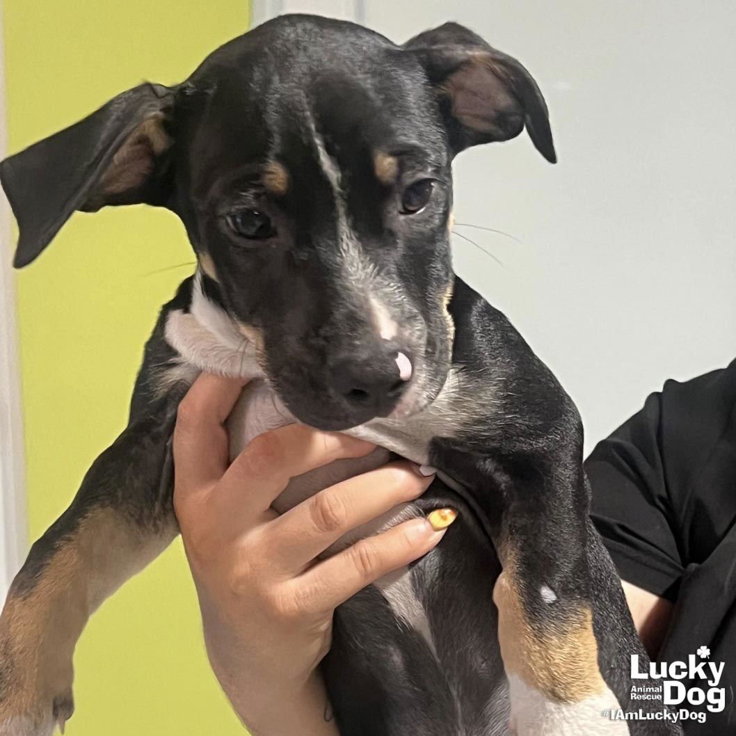 COLBY - Labrador Retriever / Shepherd available for adoption