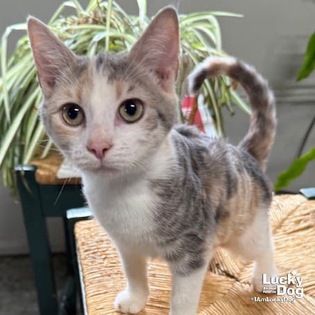 DOLLY - Domestic Short Hair available for adoption