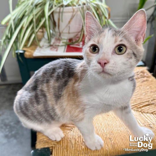 DOLLY - Domestic Short Hair available for adoption