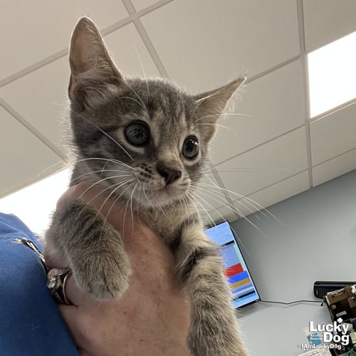 HOKU - Domestic Short Hair available for adoption