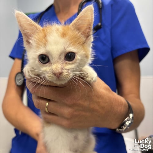 ASHER - Domestic Short Hair available for adoption