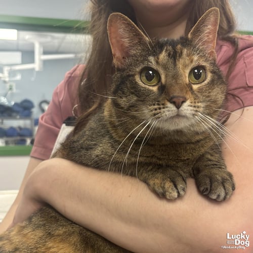 PHISH - Domestic Short Hair available for adoption