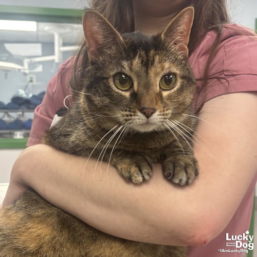 PHISH - Domestic Short Hair available for adoption