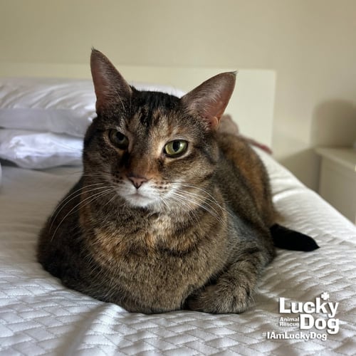 PHISH - Domestic Short Hair available for adoption