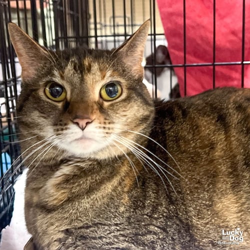 PHISH - Domestic Short Hair available for adoption