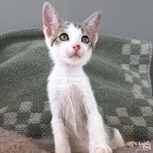 TINY SNICKERS - Domestic Short Hair available for adoption