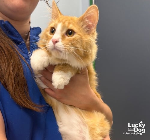 EEYORE - Domestic Medium Hair available for adoption