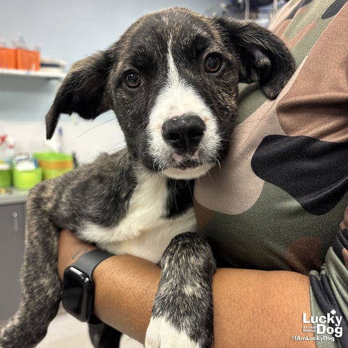 JETT - Shepherd / Plott Hound available for adoption