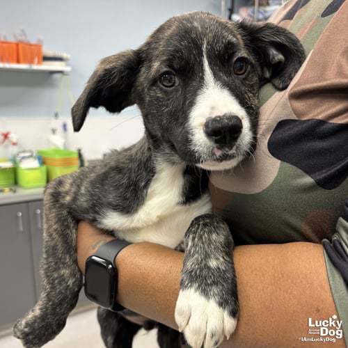 JETT - Shepherd / Plott Hound available for adoption