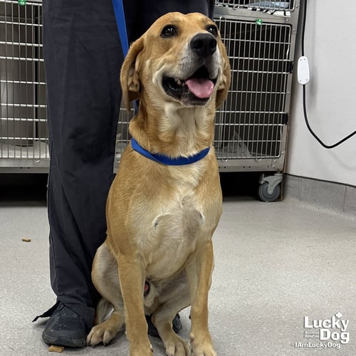 LENNARD - Retriever available for adoption