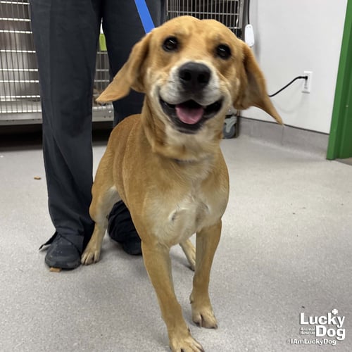 LENNARD - Retriever available for adoption