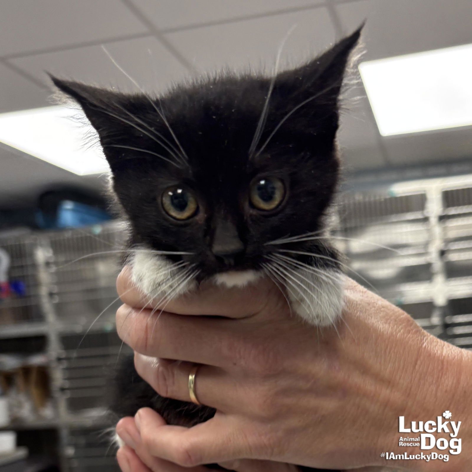 SQUID - Domestic Short Hair available for adoption